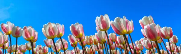 |Paul de Bruijn - Portefeuillehouder Middelen|