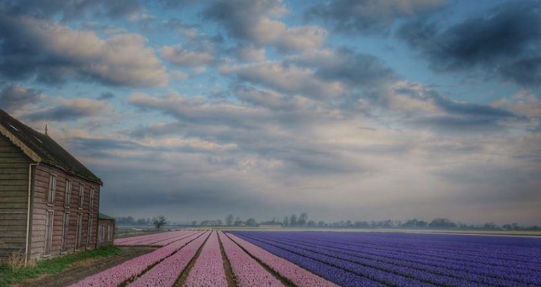 Bollenschuur de Hartenbaan